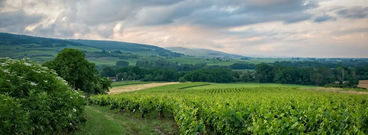 Des collines couvertes de vignes en Bourgogne