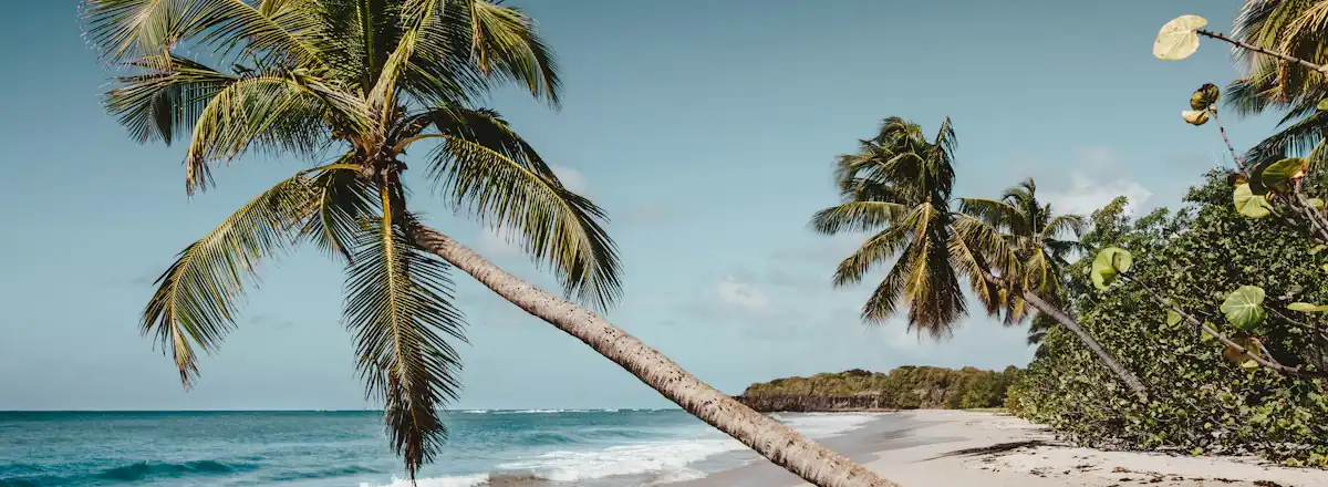 Un cocotier penché sur une plage de Martinique