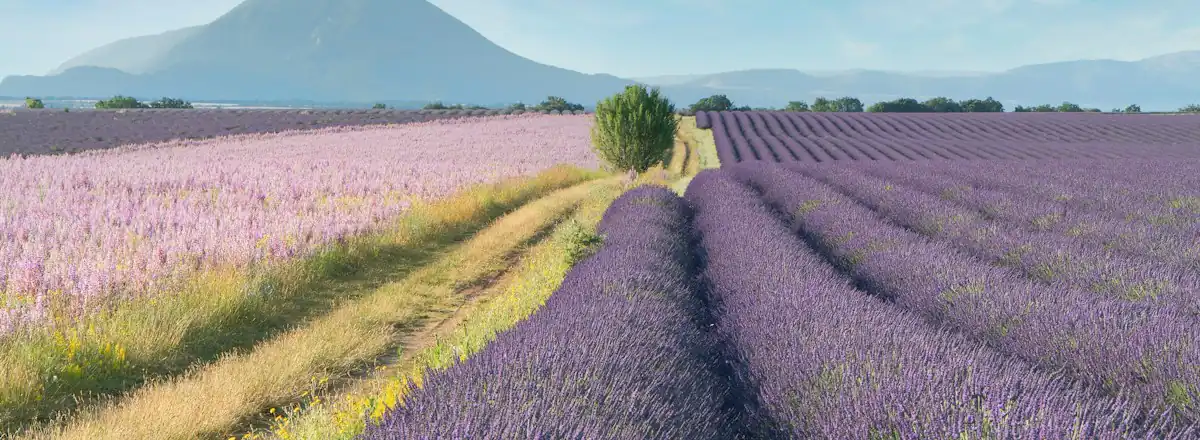 Des champs de lavande devant le mont Ventoux
